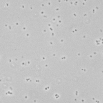 Acinetobacter calcoaceticus