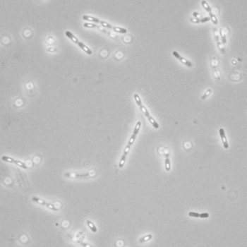 Bacillus cereus