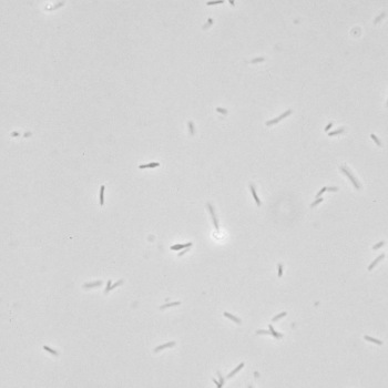 Bacillus circulans