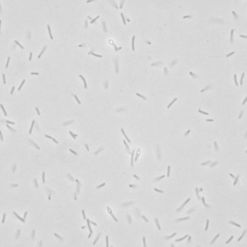 Bacillus circulans