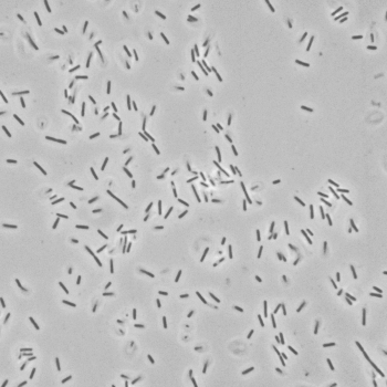 Bacillus firmus