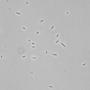 Bacillus firmus