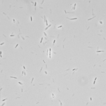 Bacillus licheniformis
