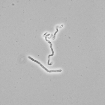 Bacillus megaterium