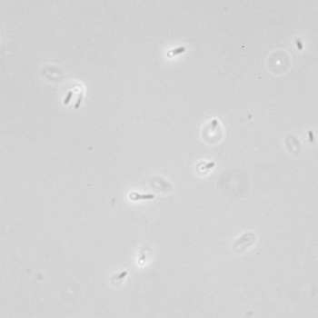 Bacillus sphaericus