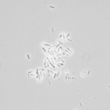 Bacillus sphaericus