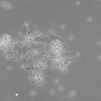 Bacillus subtilis