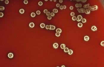 Bacillus subtilis