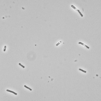 Bacillus thuringiensis
