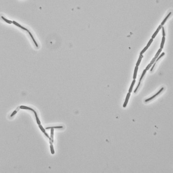 Bacillus thuringiensis