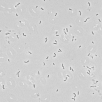 Brochothrix thermosphacta