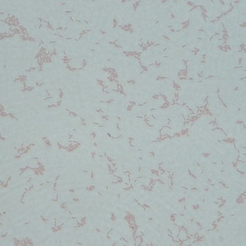 Campylobacter