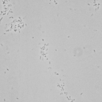 Campylobacter