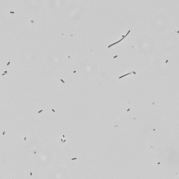 Carnobacterium divergens