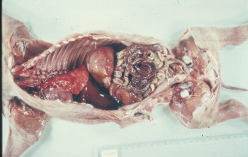 Clostridium perfringens