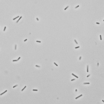 Clostridium perfringens