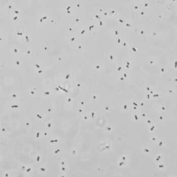 Enterococcus faecium
