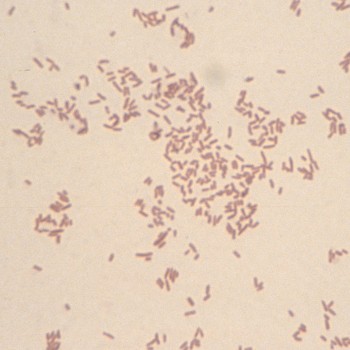 Escherichia coli