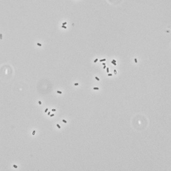 Lactobacillus buchneri