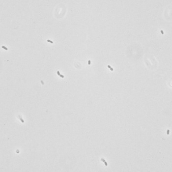 Lactobacillus salivarius