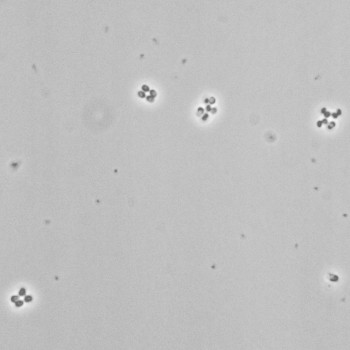 Micrococcus luteus