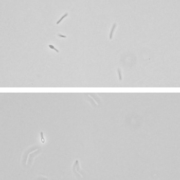 Paenibacillus macerans