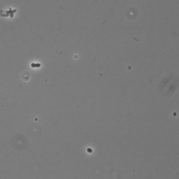 Photobacterium phosphoreum