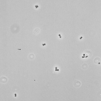 Staphylococcus epidermidis