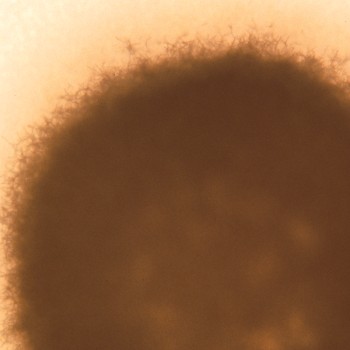 Streptomyces albus