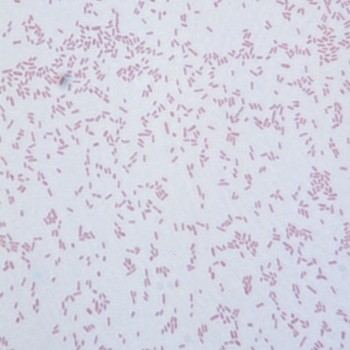 Yersinia enterocolitica
