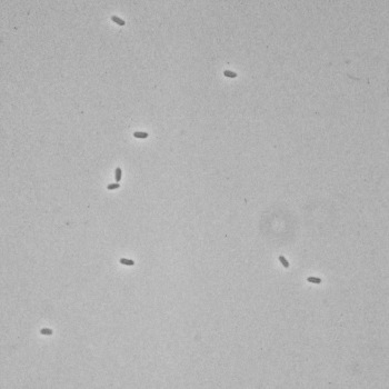 Yersinia enterocolitica