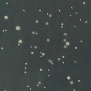 Clostridium perfringens