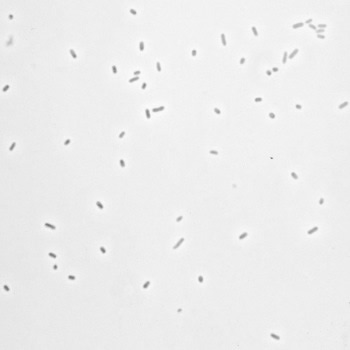 Escherichia coli