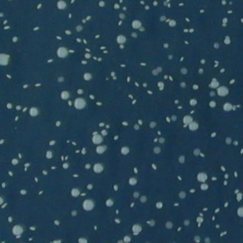 Escherichia coli