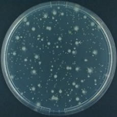 Pseudomonas fluorescens