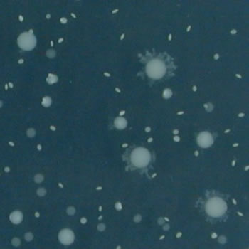 Pseudomonas fluorescens