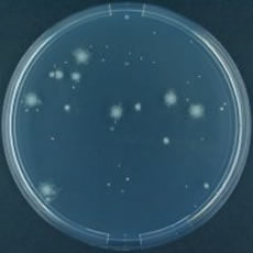 Pseudomonas fluorescens