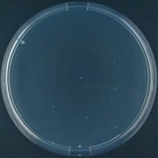 Pseudomonas fluorescens
