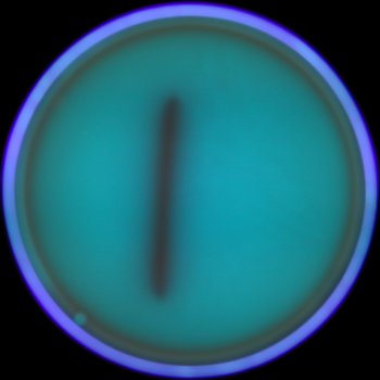 Aesculin Blood Agar