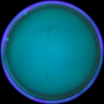 Aesculin Blood Agar