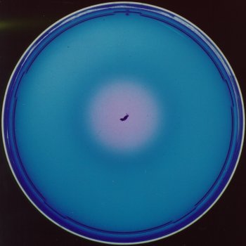 DNA Hydrolysis Test