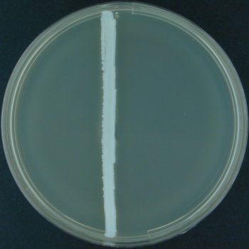 Gelatin Hydrolysis
