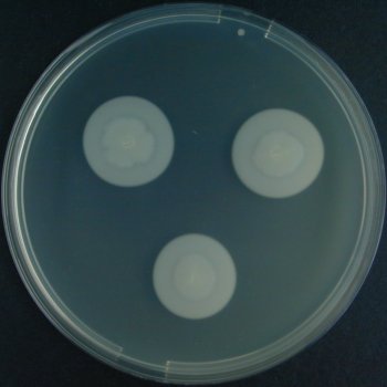 Lecithinase Test
