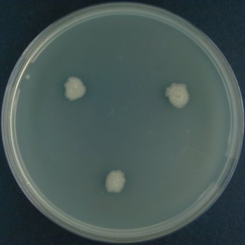 Lecithinase Test
