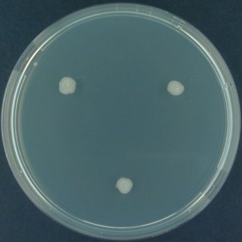 Starch Hydrolysis