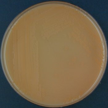 Rambach Agar