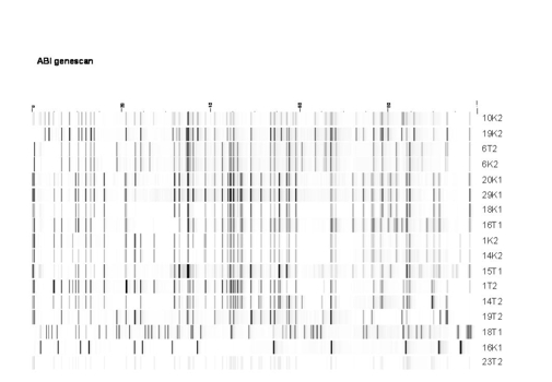 Amplified restriction fragment polymorphism (AFLP)