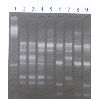 RAPD typing (random amplification of polymorphic DNA)