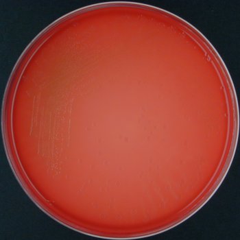 Actinobacillus equuli