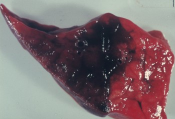 Actinobacillus pleuropneumoniae